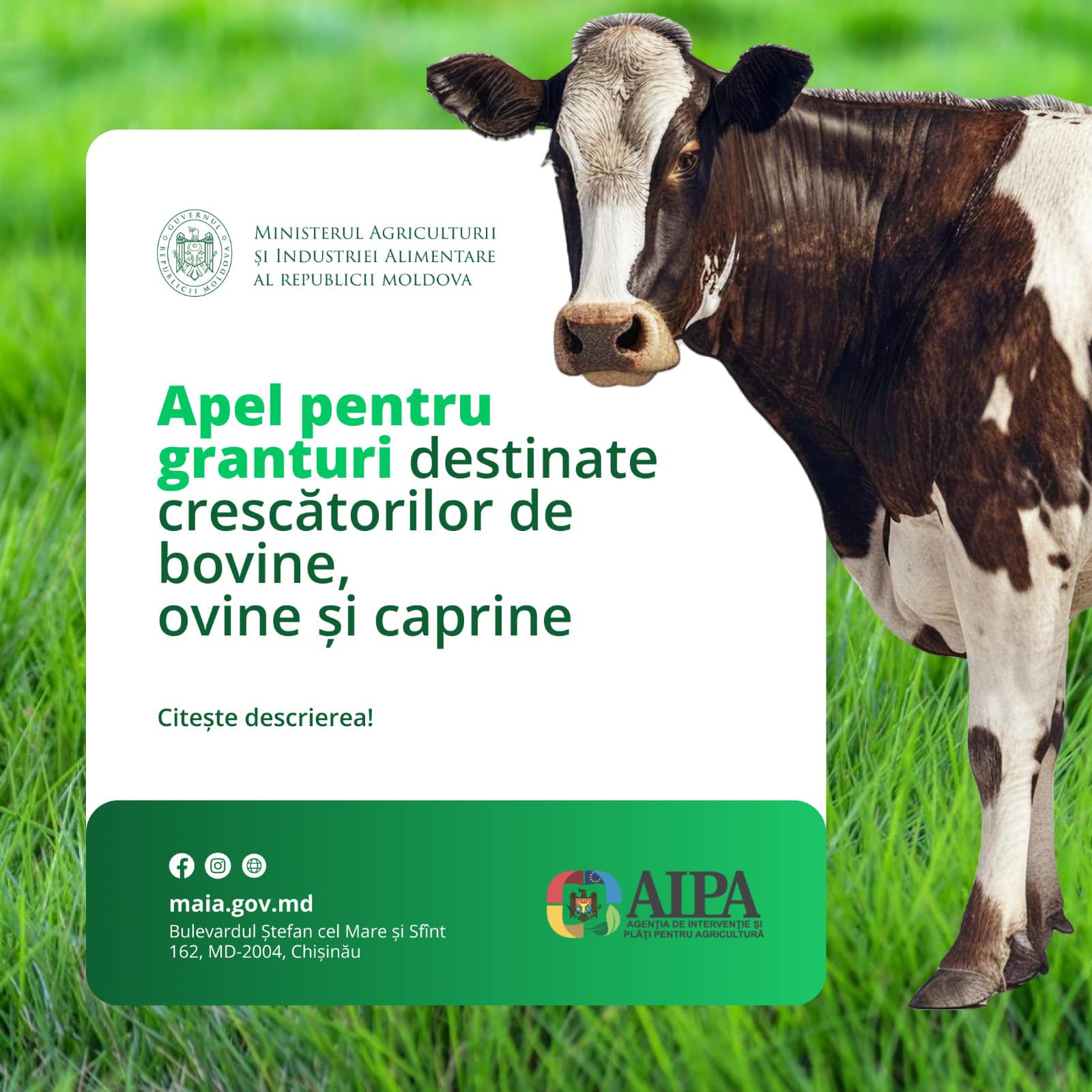 Granturi de până la 1 milion USD pentru dezvoltarea fermelor de bovine, ovine și caprine