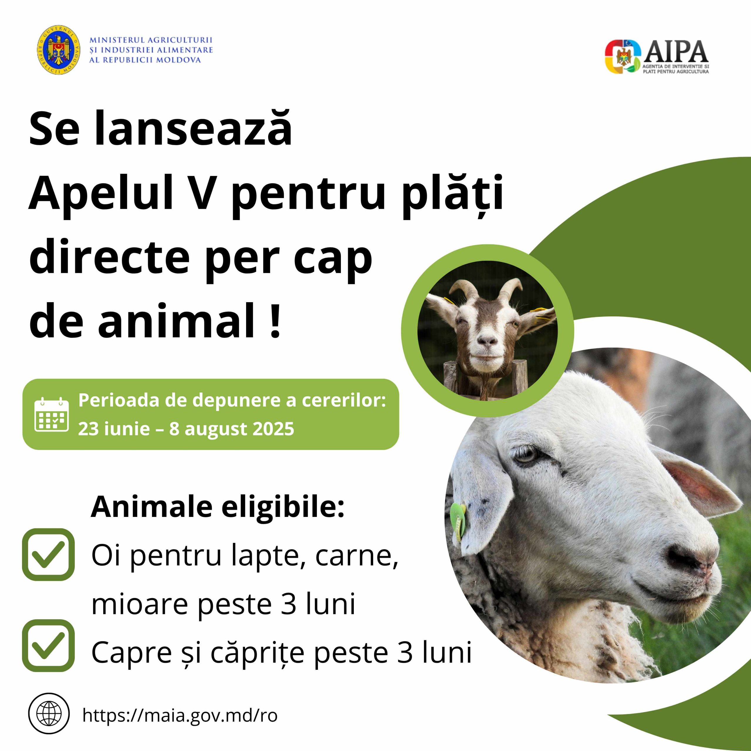Crescătorii de oi și capre pot solicita plăți directe per cap de animal